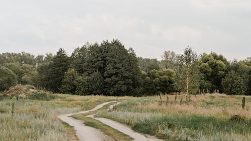 Kostenloses Stock Foto zu außerorts, bäume, feldweg