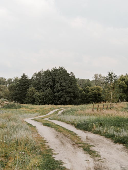 Dirt Road through Countryside in Summer