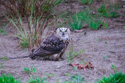 Great Horned Owl on Ground