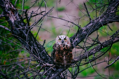 Great Horned Owl on Tree