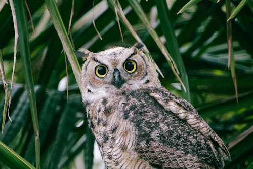Great Horned Owl Looking at Camera