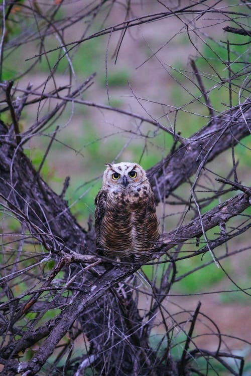 Owl Sitting on Leafless Tree