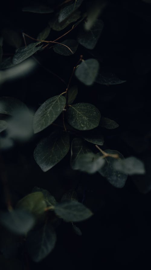 Close up of Green Leaves