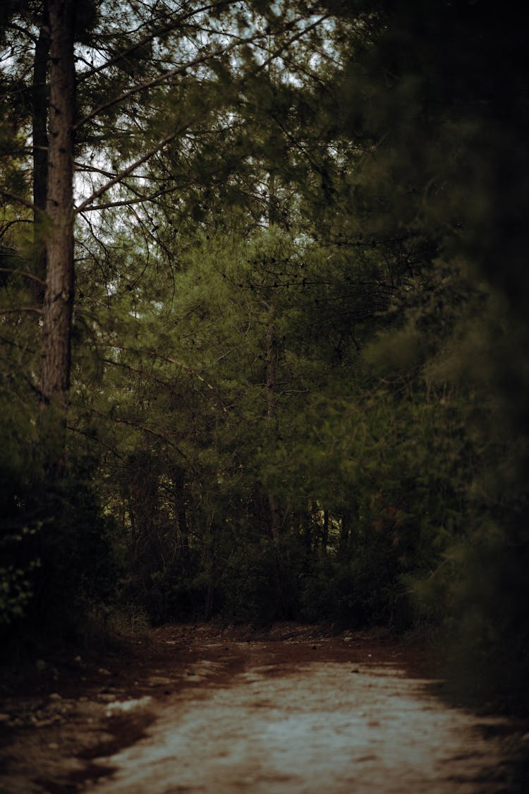 Footpath In Forest