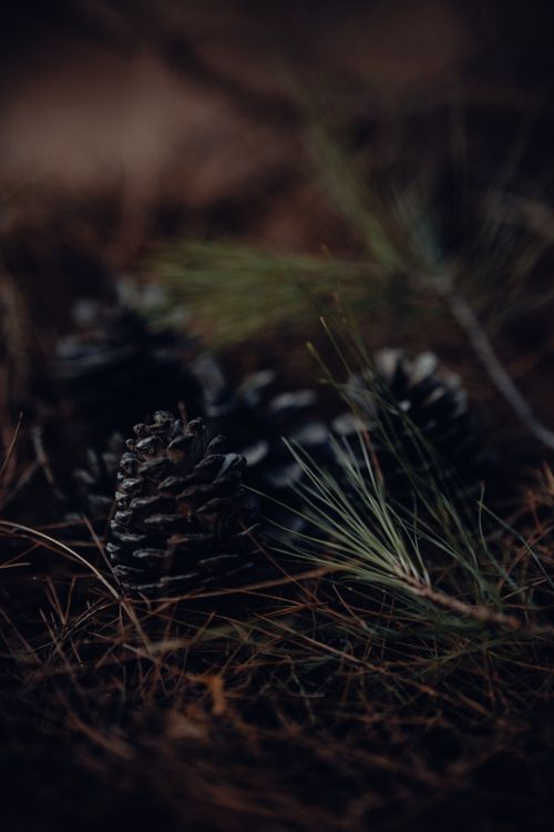 Free A dark and earthy close-up of pine cones and needles on a forest floor, capturing the essence of nature. Stock Photo