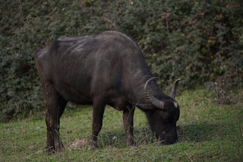 Gratis lagerfoto af bøffel, dyrefotografering, eng