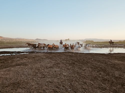 Gratis lagerfoto af besætning, cowboys, heste