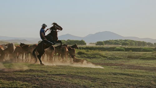 Cowboy and Herd of Horses