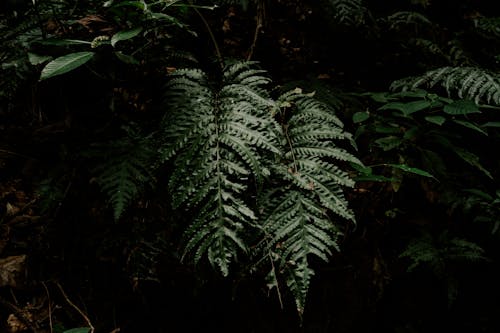 Fern Leaves in Forest