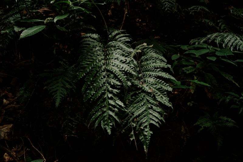 Fougère dans la forêt sombre de Bélouve, La Réunion