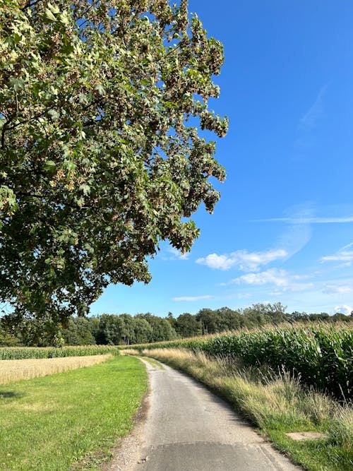 Road Running among Agricultural Fields under Blue Sky