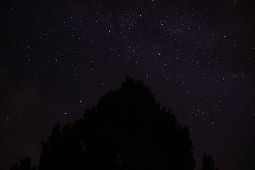 Immagine gratuita di albero, albero di notte, cielo notturno