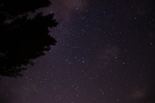 Immagine gratuita di albero, cielo stellato, foresta