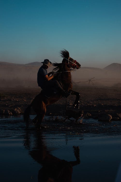 Immagine gratuita di animale, cappello da cowboy, cavallo