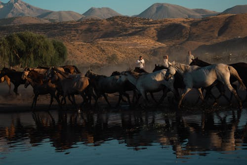 Immagine gratuita di acqua, agricoltura, animali