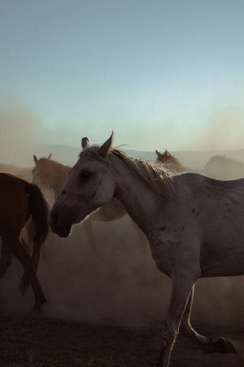 Immagine gratuita di alba, campo, cavalli