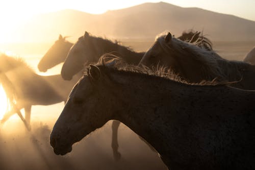 Immagine gratuita di alba, campo, cavalli