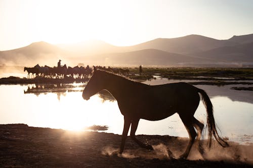 Immagine gratuita di acqua, animali, campo