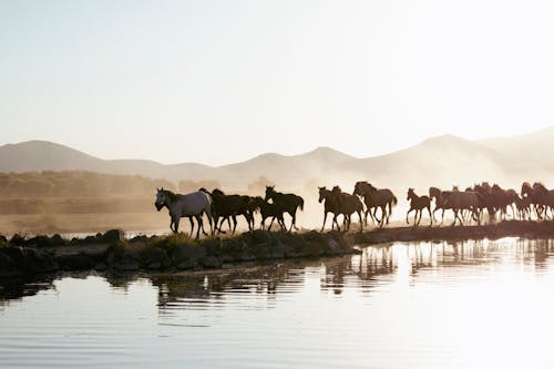 Immagine gratuita di alba, bestiame, camminando