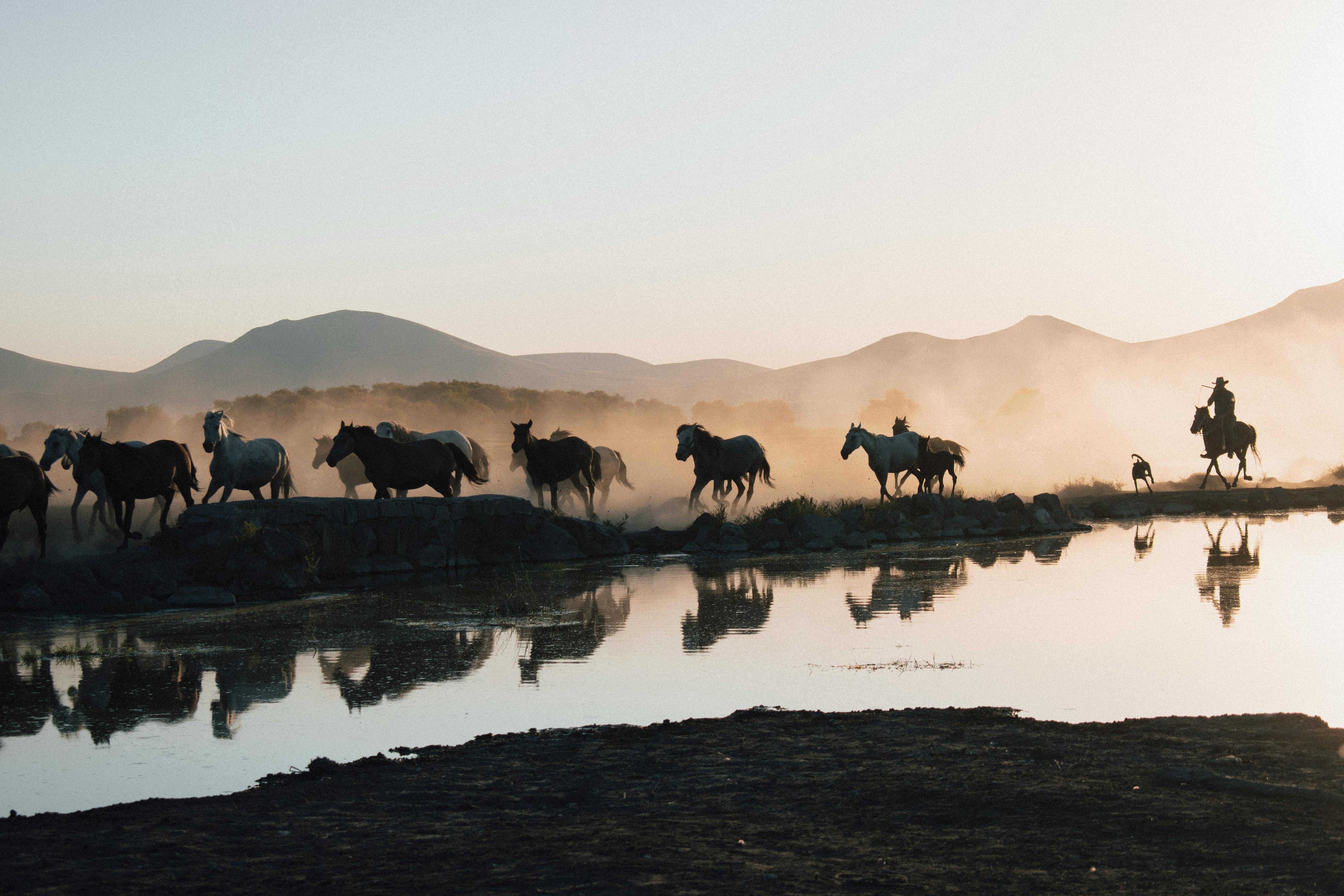 Silhouetted horses and herder crossing a steppe near a lake at sunrise with mountains in the backdrop.