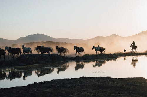 Herd of Horses Reflecting in the Lake at Sunrise