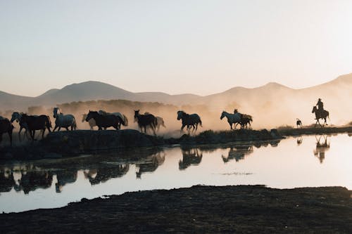 Gratis stockfoto met amerikaanse cowboy, dageraad, dierenfotografie