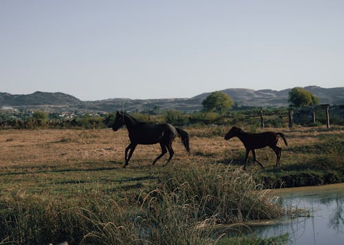alan, at, çiftlik hayvanları içeren Ücretsiz stok fotoğraf