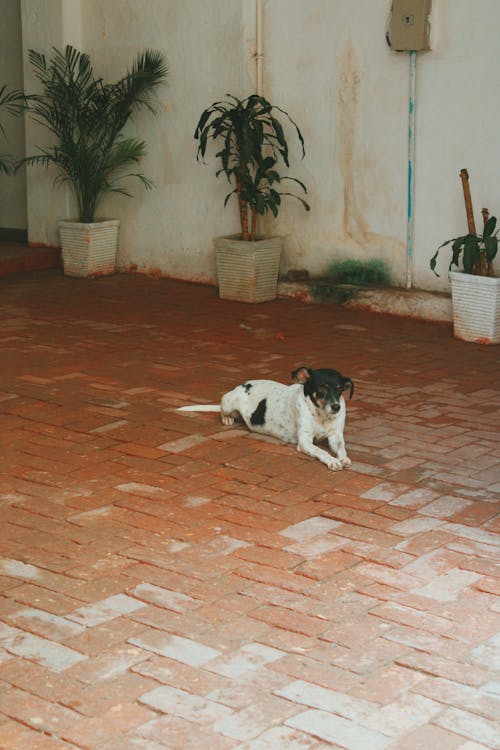 Dog Lying in the Yard