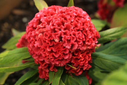 Close-up of a Red Cockscomb Flower