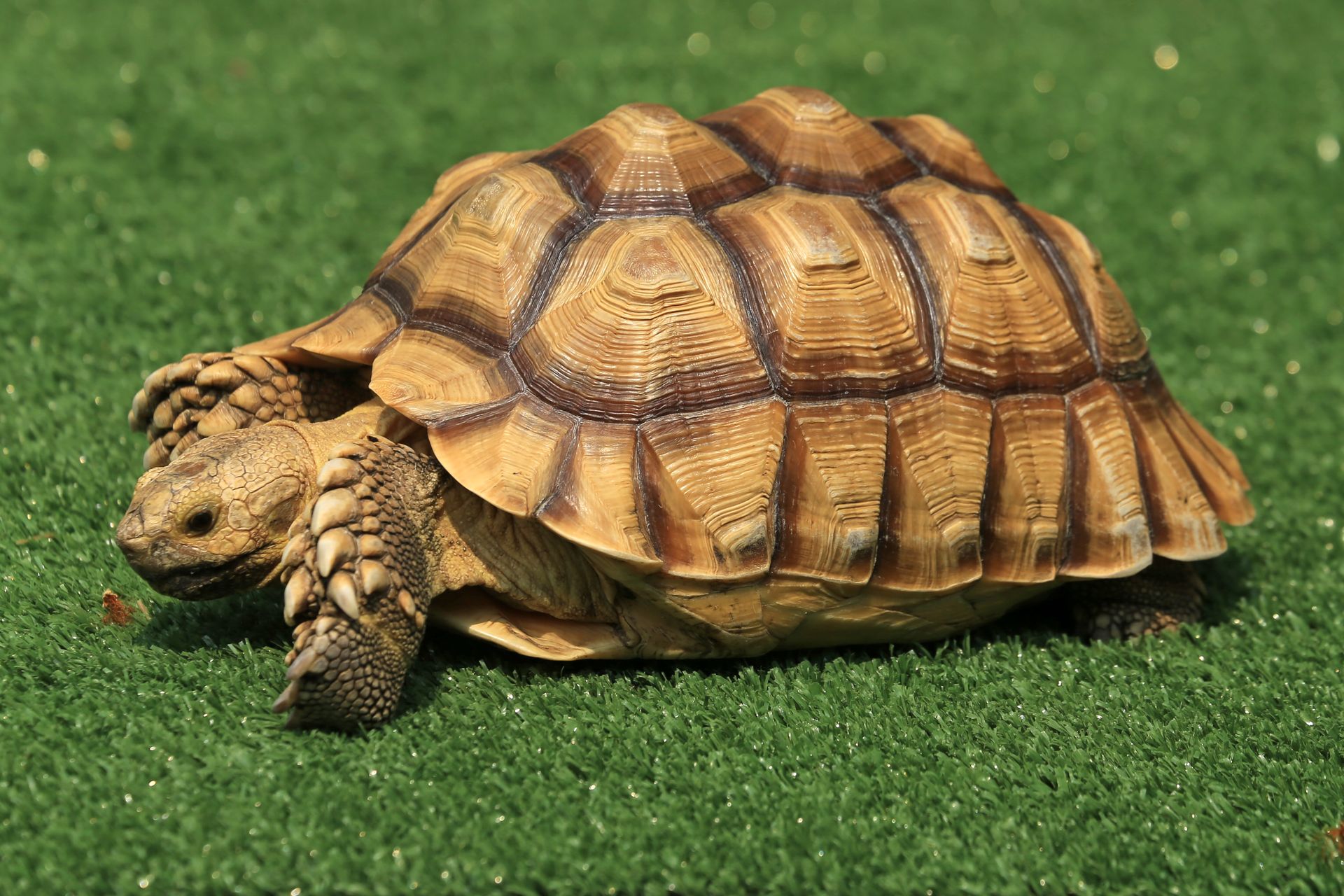 Close-up of a African Spurred Tortoise