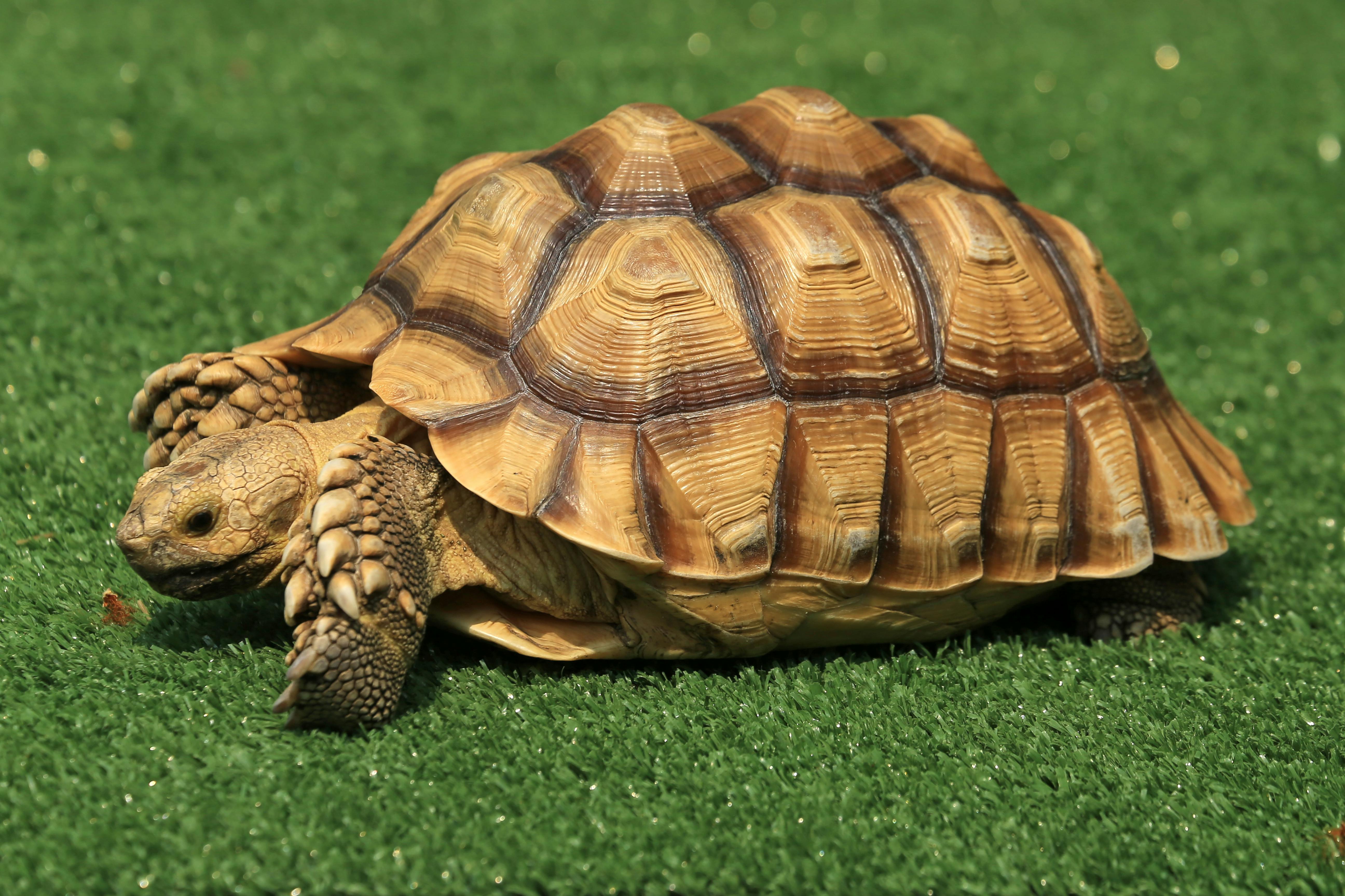 Brown and Black Turtle on Green Grass · Free Stock Photo