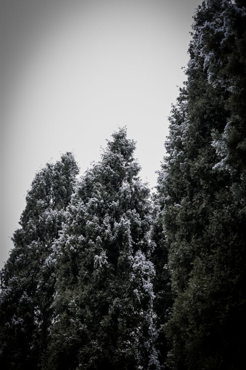 Fotos de stock gratuitas de bosque, hielo, invierno