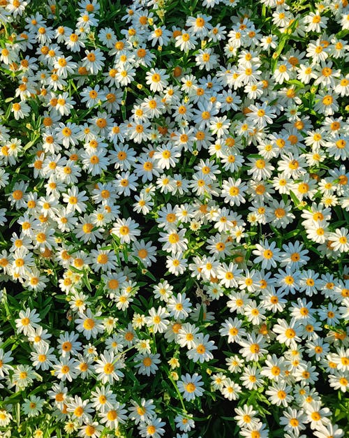 Foto profissional grátis de abundância, branco, flores