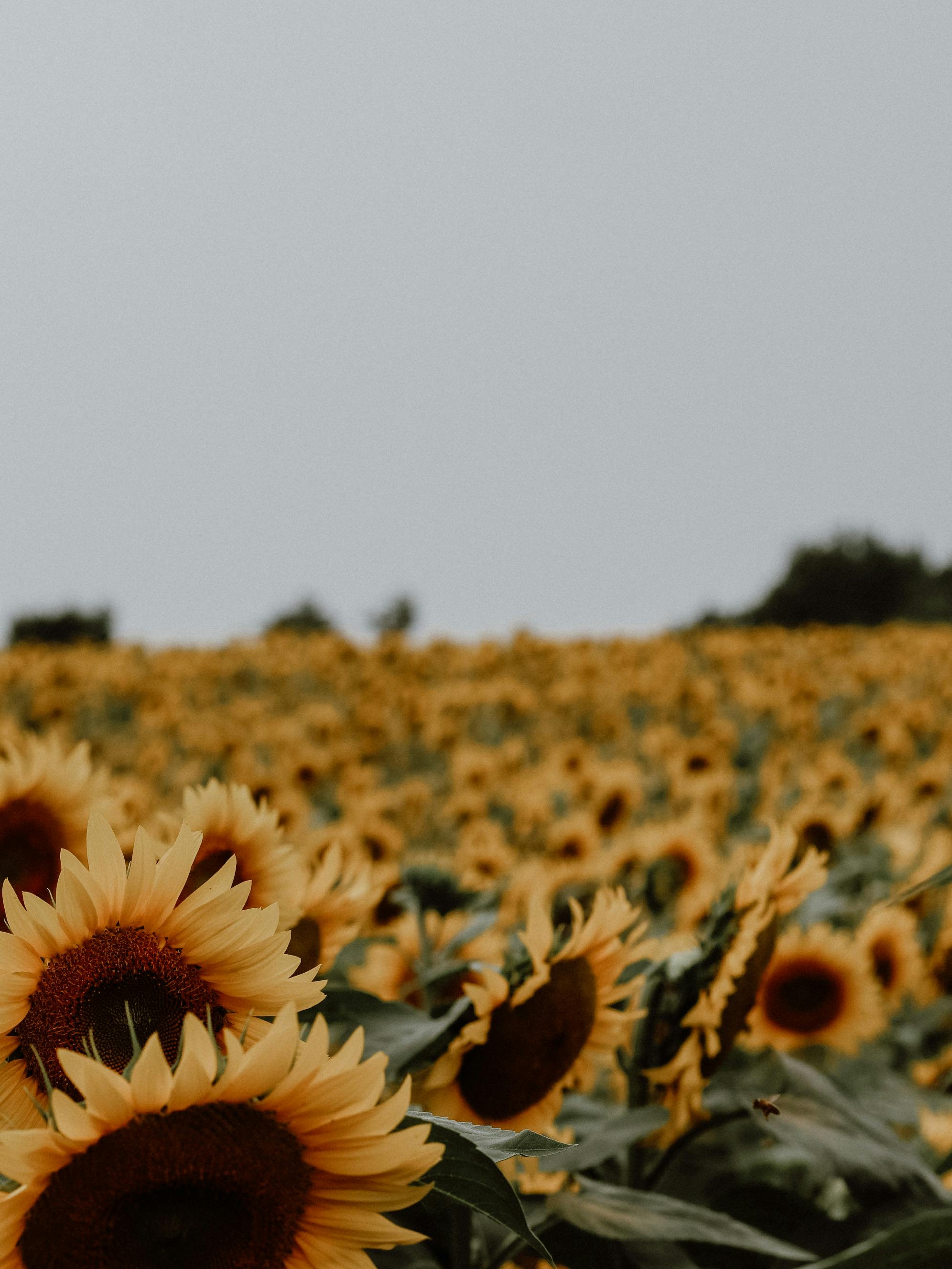 View of a Sunflower Field · Free Stock Photo