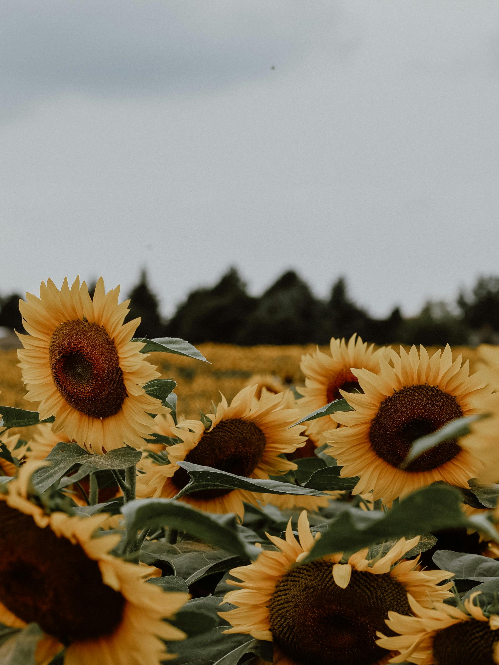 Vibrant sunflowers stand tall in a lush summer field under a cloudy sky.