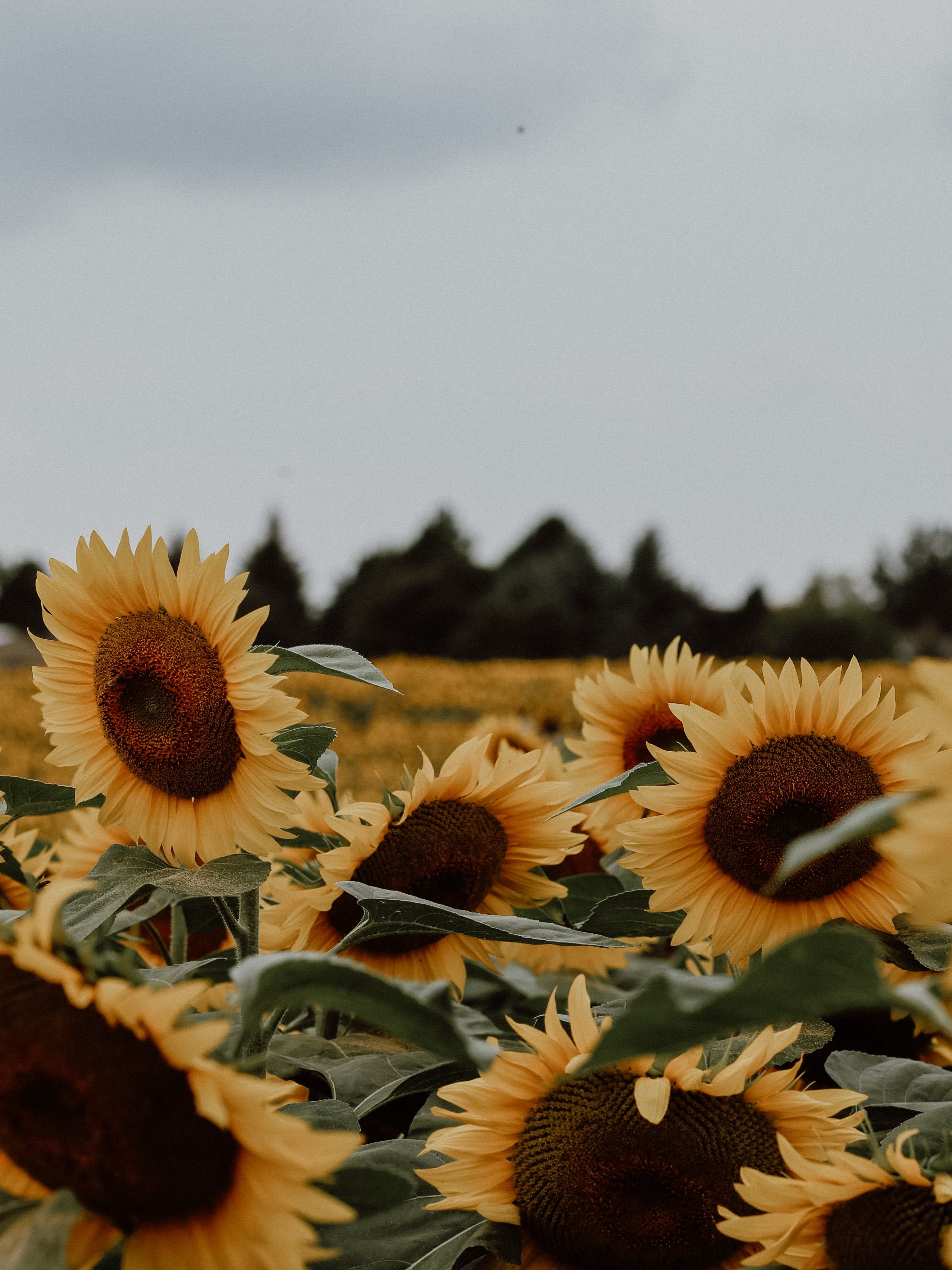 Selective Color of Sunflower · Free Stock Photo