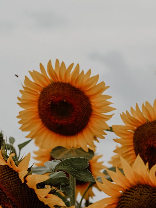 Ripe Sunflower against Sky