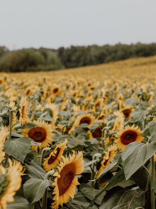 Immagine gratuita di abbondanza, agricoltura, azienda agricola