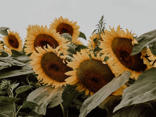 Field of Sunflowers