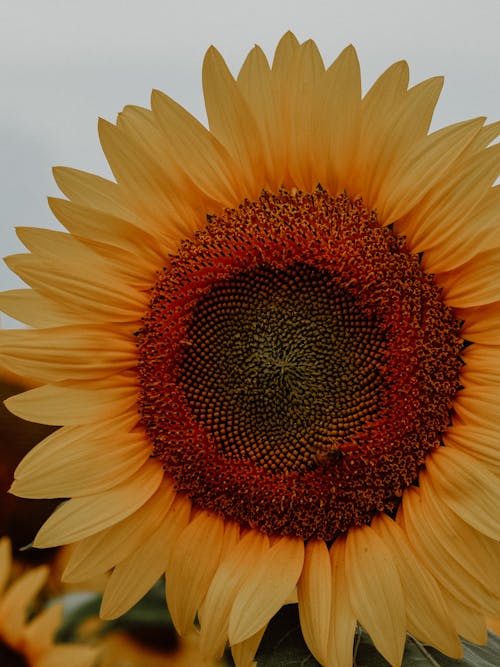 Close-up of Ripe Sunflowers