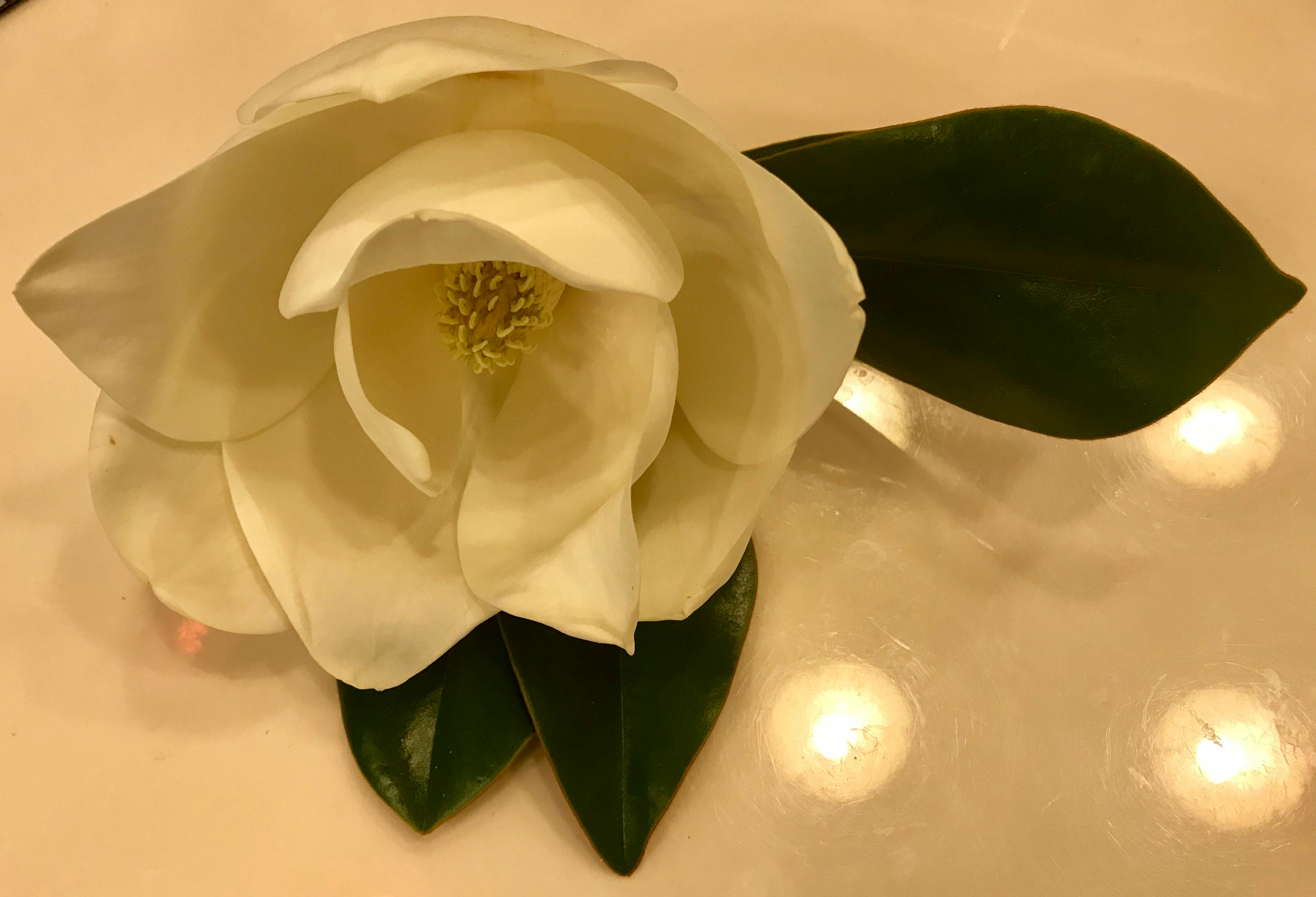 Free stock photo of fragrant flower, gardenia, white flower