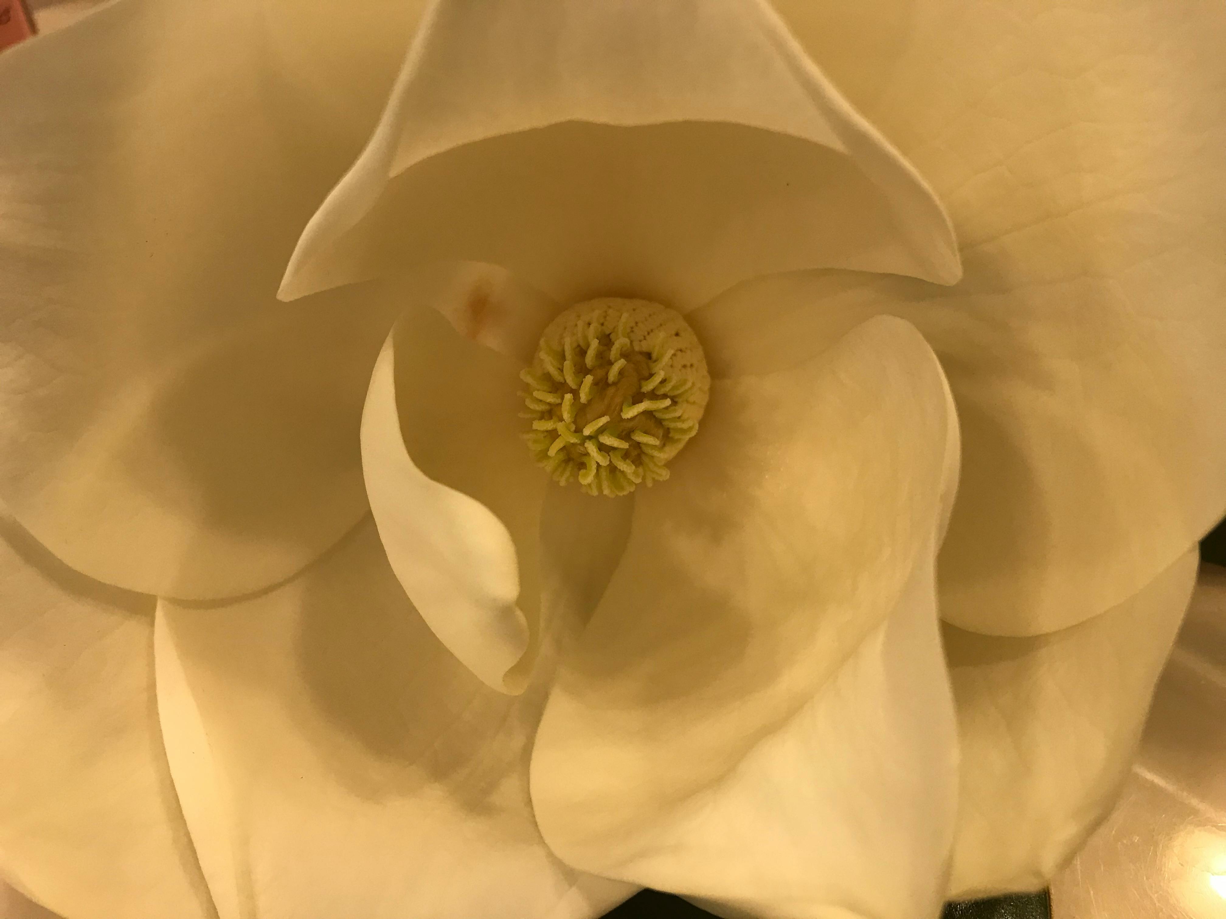 Free stock photo of elegant flower, fragrant flower, gardenia