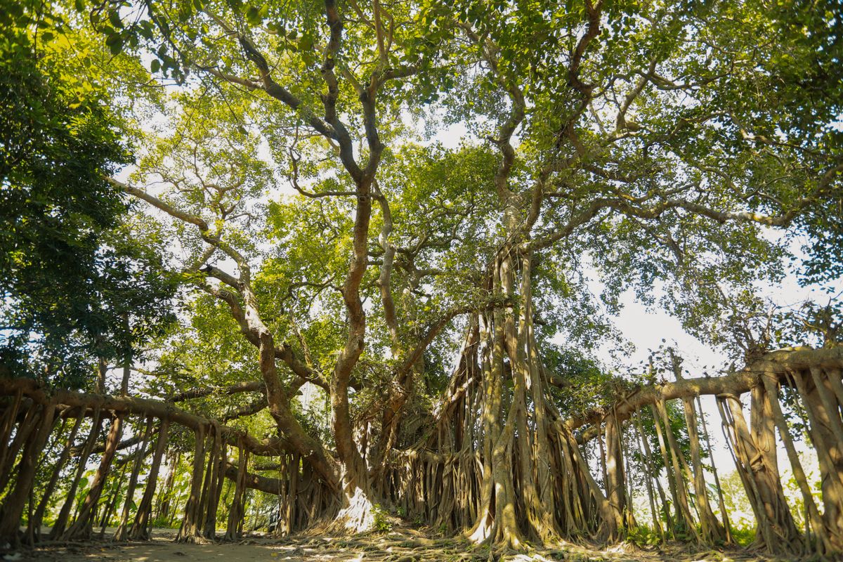 Ficus urias cu radacini aeriene intinse