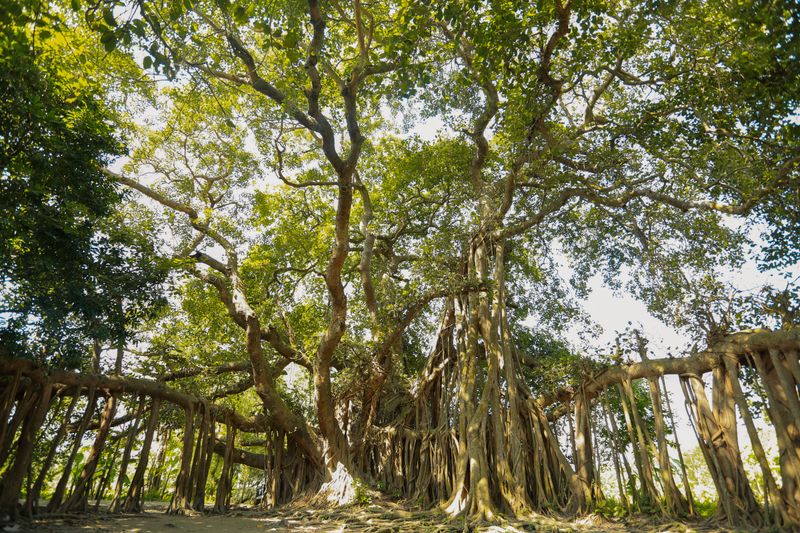 Pohon trembesi besar dengan cabang menjuntai di hutan tropis
