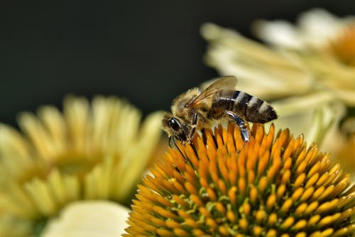 Close-up of a Bee on a Flower 