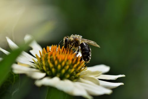 Free stock photo of bee, flowering, pollinate