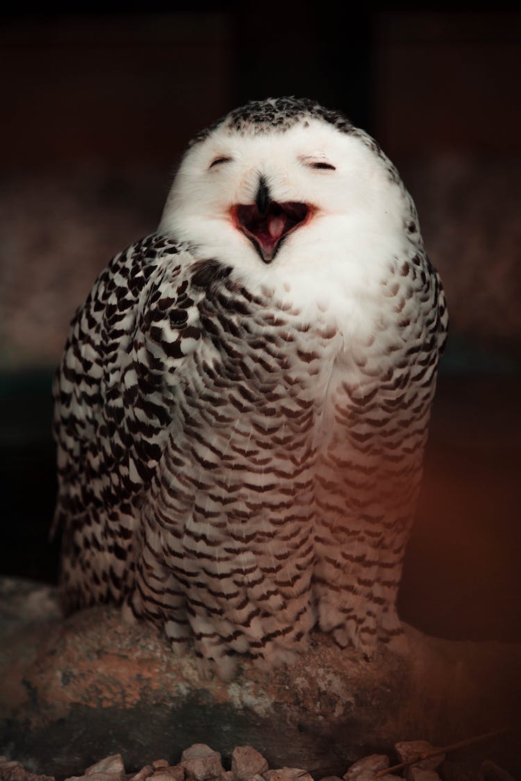 Selective Focus Of Smiling Owl 