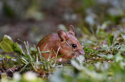 Free stock photo of mouse, rodent