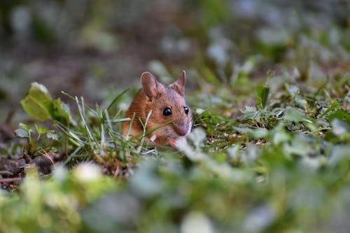 Close-up of a Mouse 