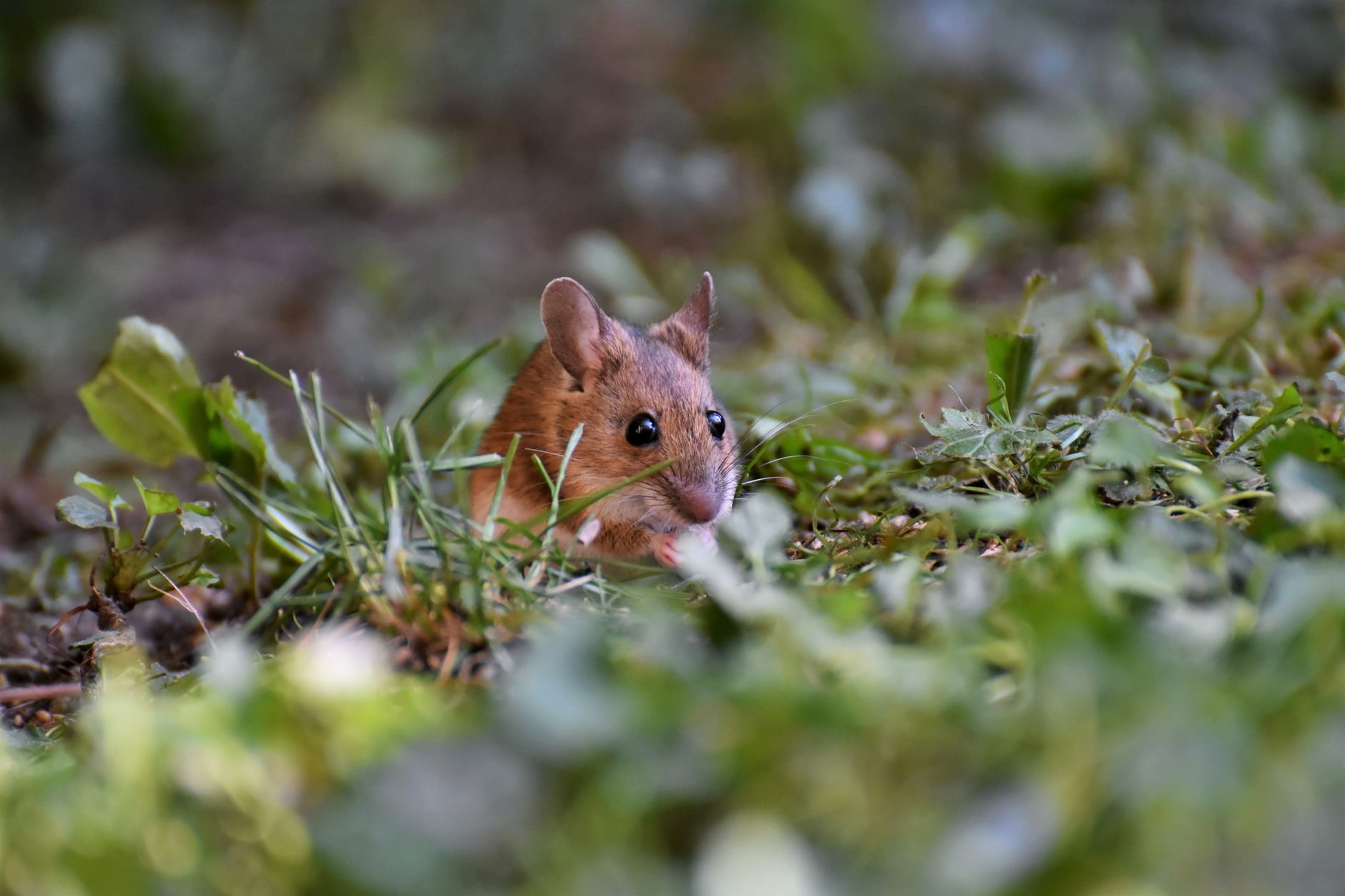5 Best Mice for AutoCAD 2026